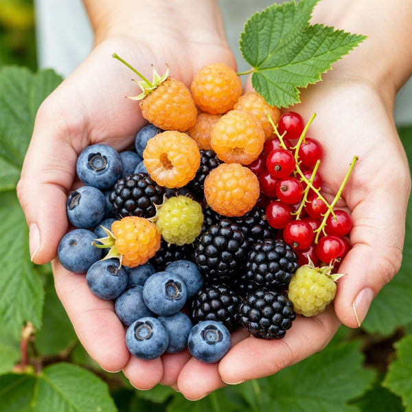 Entretien - Plantes Fruitieres (Ribes rubrum, rubus fruticosus, rubus idaeus, vaccinium corymbosum) : Guide pratique - La Green Touch