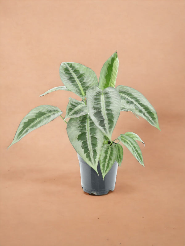 Entretien - Schismatoglosttis Mottleyana: Guide pratique - La Green Touch