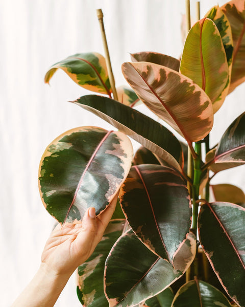 Ficus