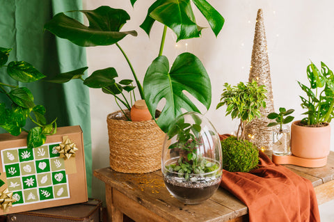 Idées cadeaux green pour Noël – Plantes & créations végétales à offrir