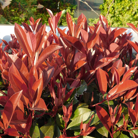 Photinia