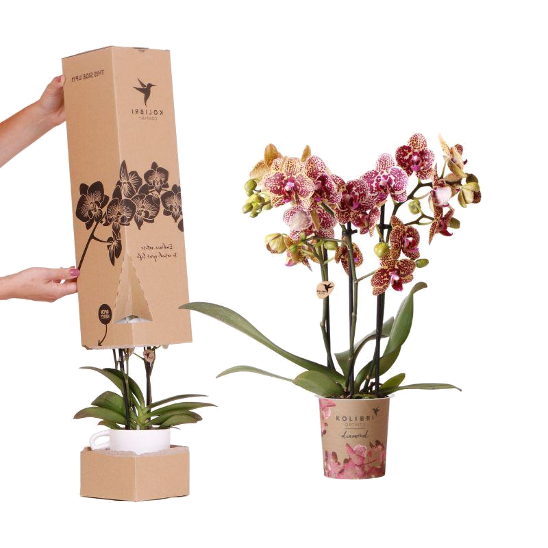 Orchidée surprise Diamond - Phalaenopsis - H 35 cm, pot Ø9 cm