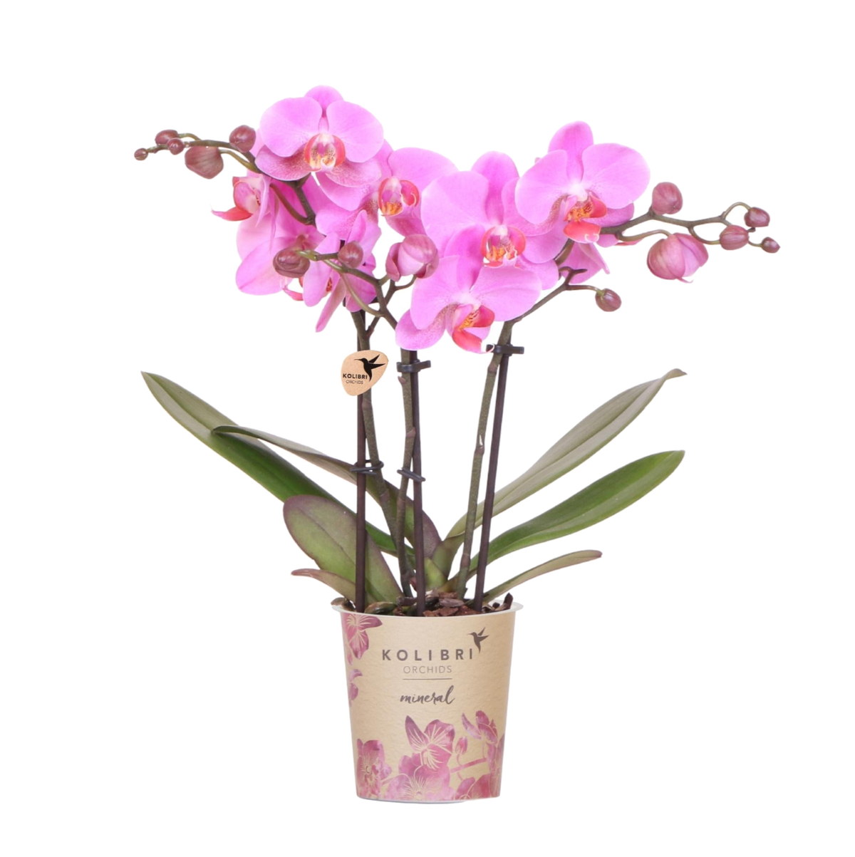 Orchidée Phalaenopsis violette et rose Mineral Frederikstad - H 35 cm, pot Ø9 cm