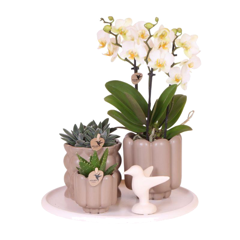 Coffret Slow Living - orchidée Lausanne blanche et 2 plantes vertes sur plateau - H 35 cm