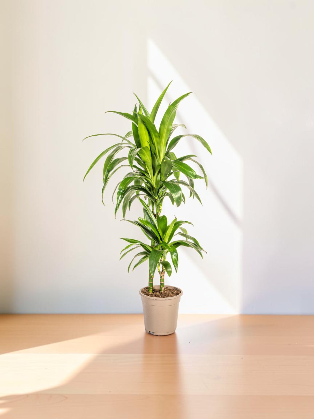 Dracaena Lisa