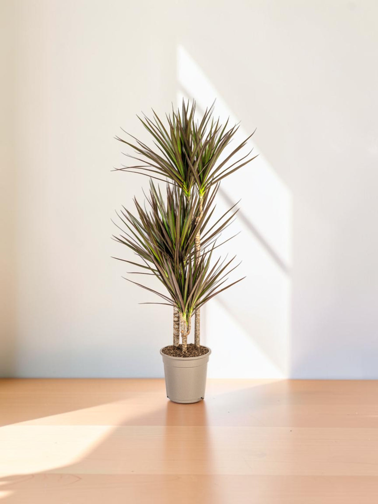 Dracaena Marginata Magenta