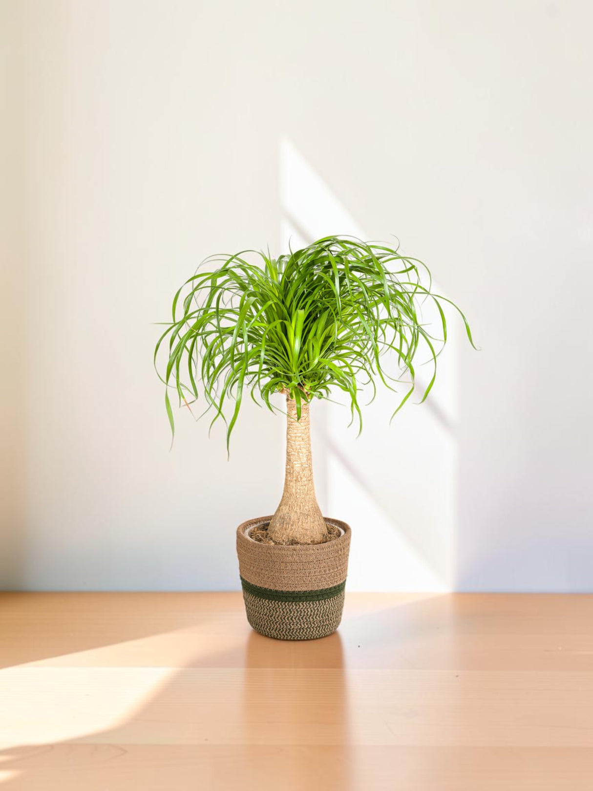 Beaucarnea Recurvata Stamm mit Korb Ø21cm - ↕60 - 80cm