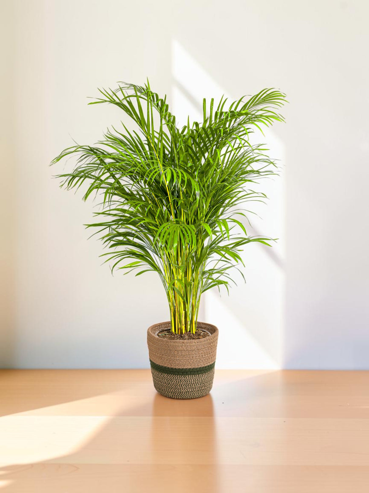 Dypsis Areca Lutescens mit Topf Ø24cm - ↕120 - 140cm