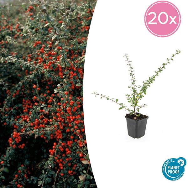 Cotonéaster De Dammer (Cotoneaster x suecicus) 'Coral Beauty' - vue 10