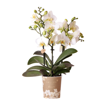 Weiße Orchidee – Ø9cm – Zimmerpflanze