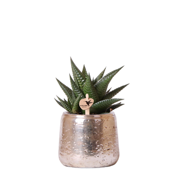 Haworthia Limifolia und ihr silberner Übertopf