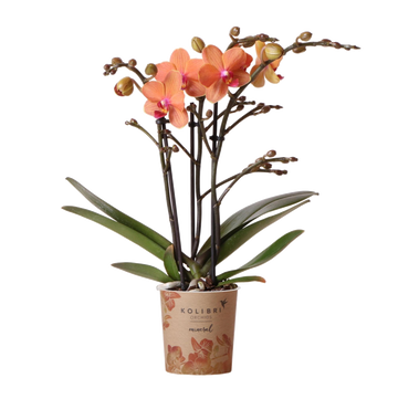Orangefarbene Phalaenopsis-Orchidee – Ø9cm – blühende Zimmerpflanze