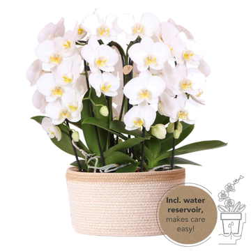 Strauß weißer Orchideen im Baumwollkorb mit Wassertank
