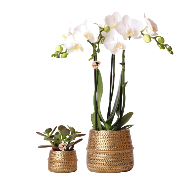 Livraison plante Duo Orchidée Phalaenopsis blanche et Crassula Ovata et leurs caches - pots en céramique doré
