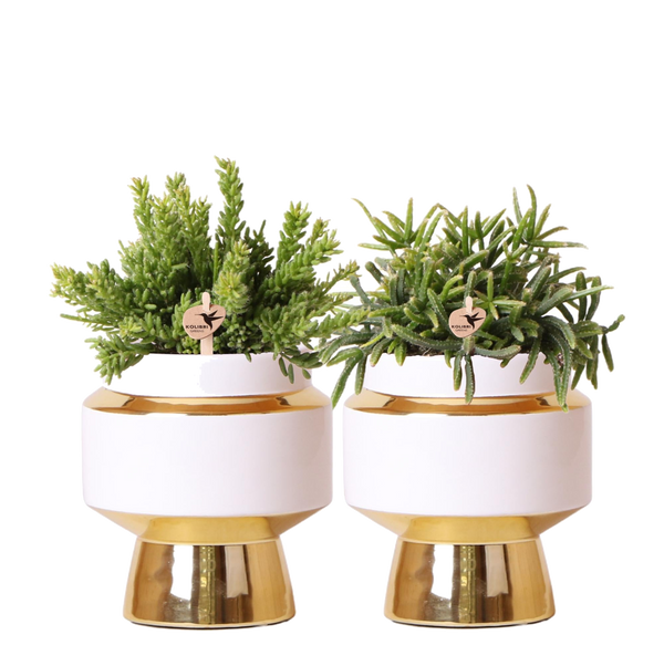 Livraison plante Duo Rhipsalis et leurs caches - pots doré