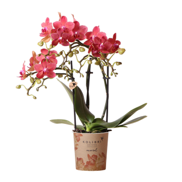 Rote Phalaenopsis-Orchidee – Kongo – blühende Zimmerpflanze