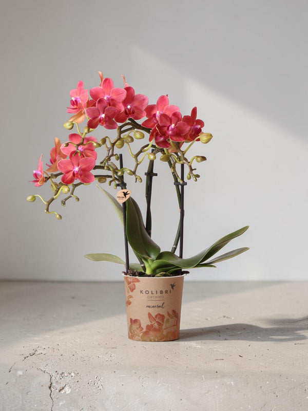 Rote Phalaenopsis-Orchidee – Kongo – blühende Zimmerpflanze