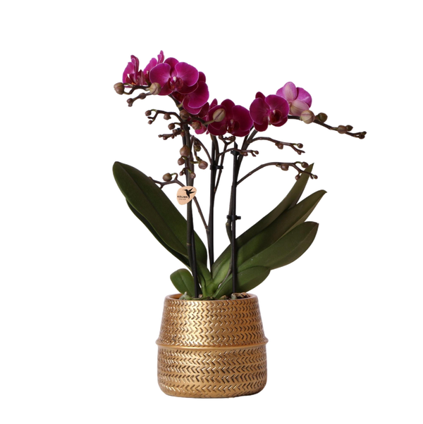 Livraison plante Orchidée Morelia Violette et son pot