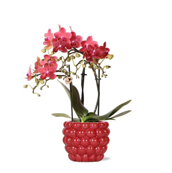 Orchidée Phalaenopsis Congo rouge et son pot — vue 10