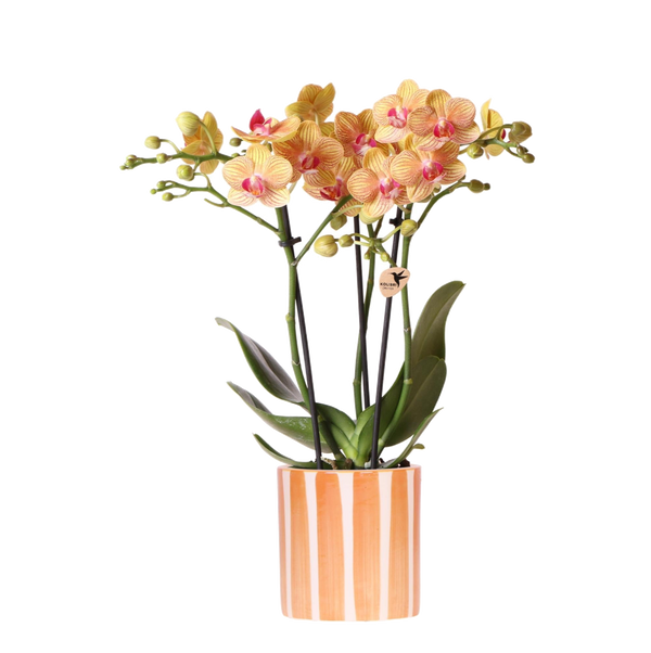 Orchidée Jamaica et son pot — vue 9