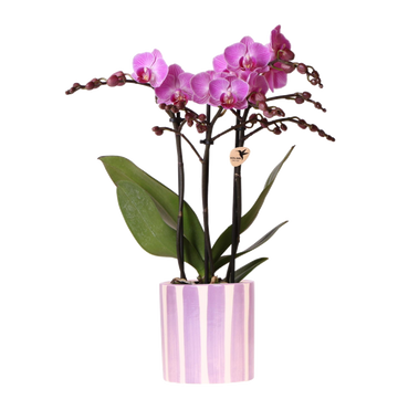 Lila Phalaenopsis-Orchidee „Vienna“ + lila gestreifter Topf