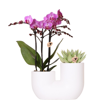 Wiener Orchidee und Sukkulente Miranda im weißen Ziertopf
