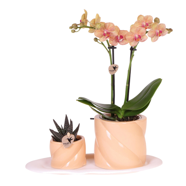 Livraison plante Set Optimism Peach: Orchidée et Plante Verte sur Plateau Blanc