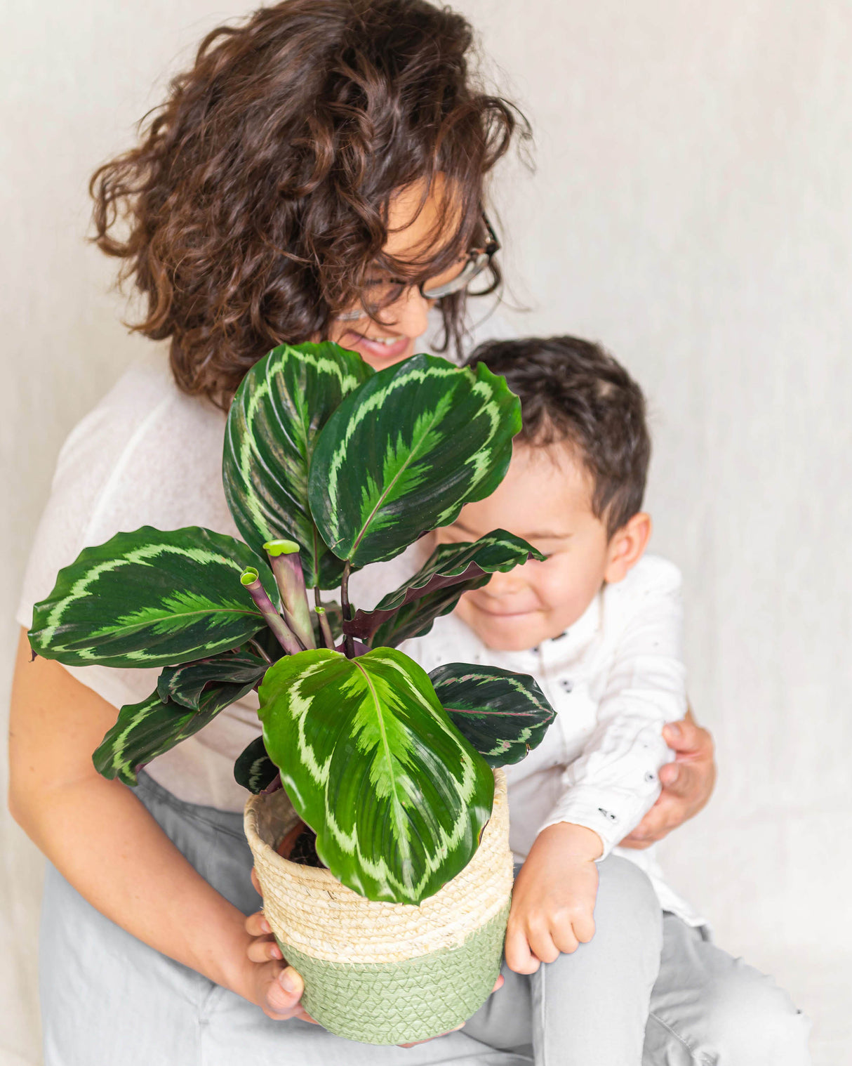 Calathea-Medaillon