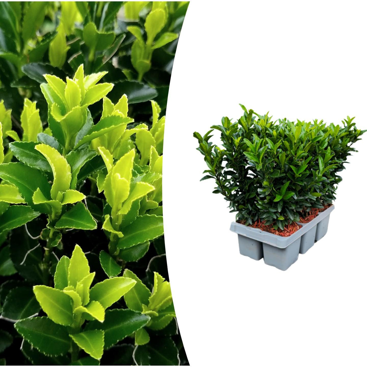 Fusain du Japon Green Spire en mini-pot - Euonymus japonicus - H 15 cm, pot Ø7 cm - photo 5