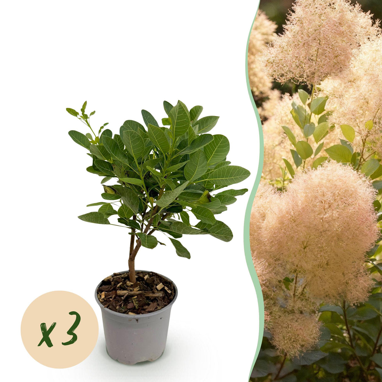 Livraison plante Arbre à perruque