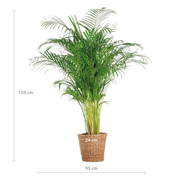 Livraison plante Areca Palm XL et son pot