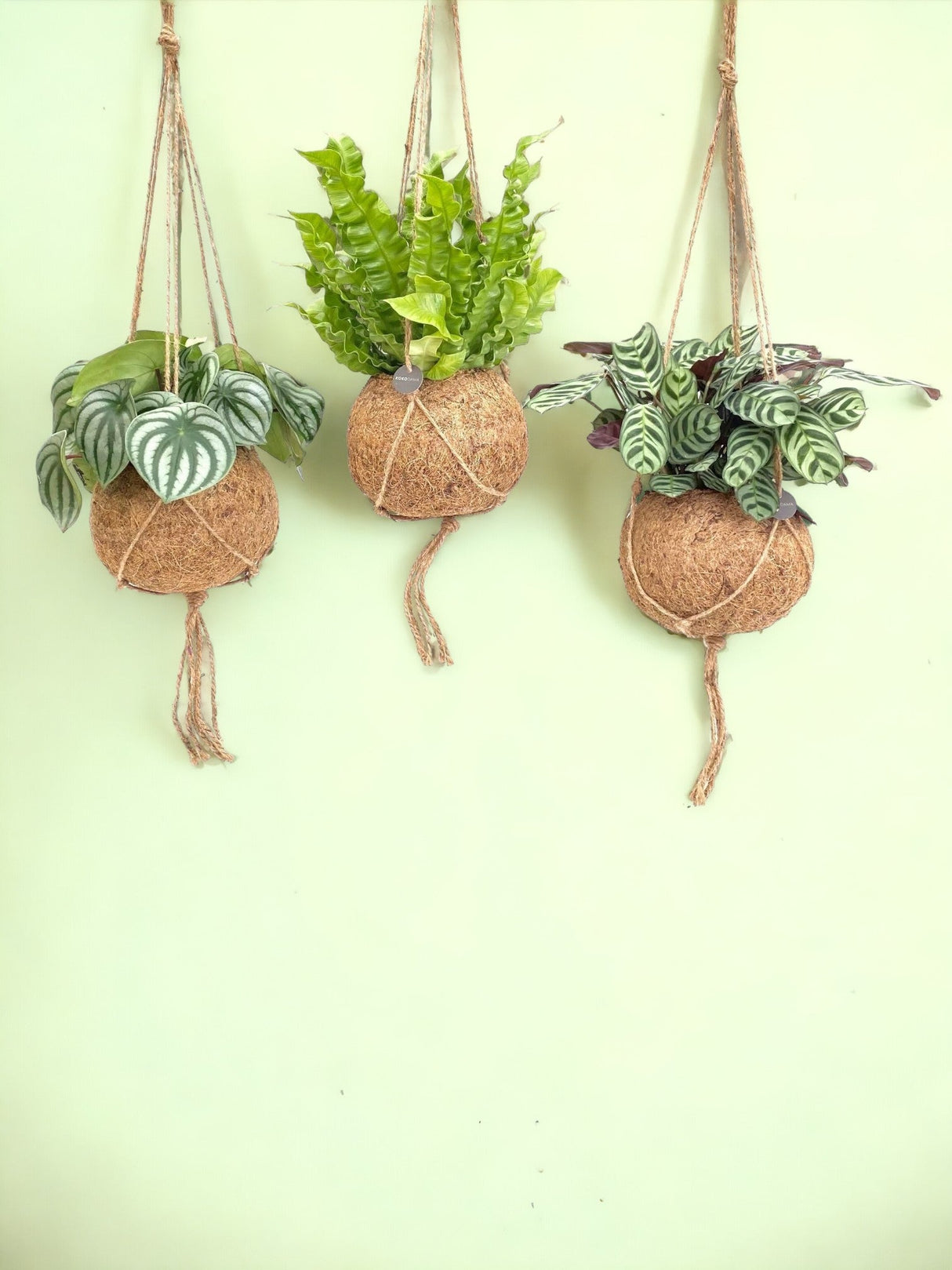 Livraison plante Box - 3 kokodama jungle