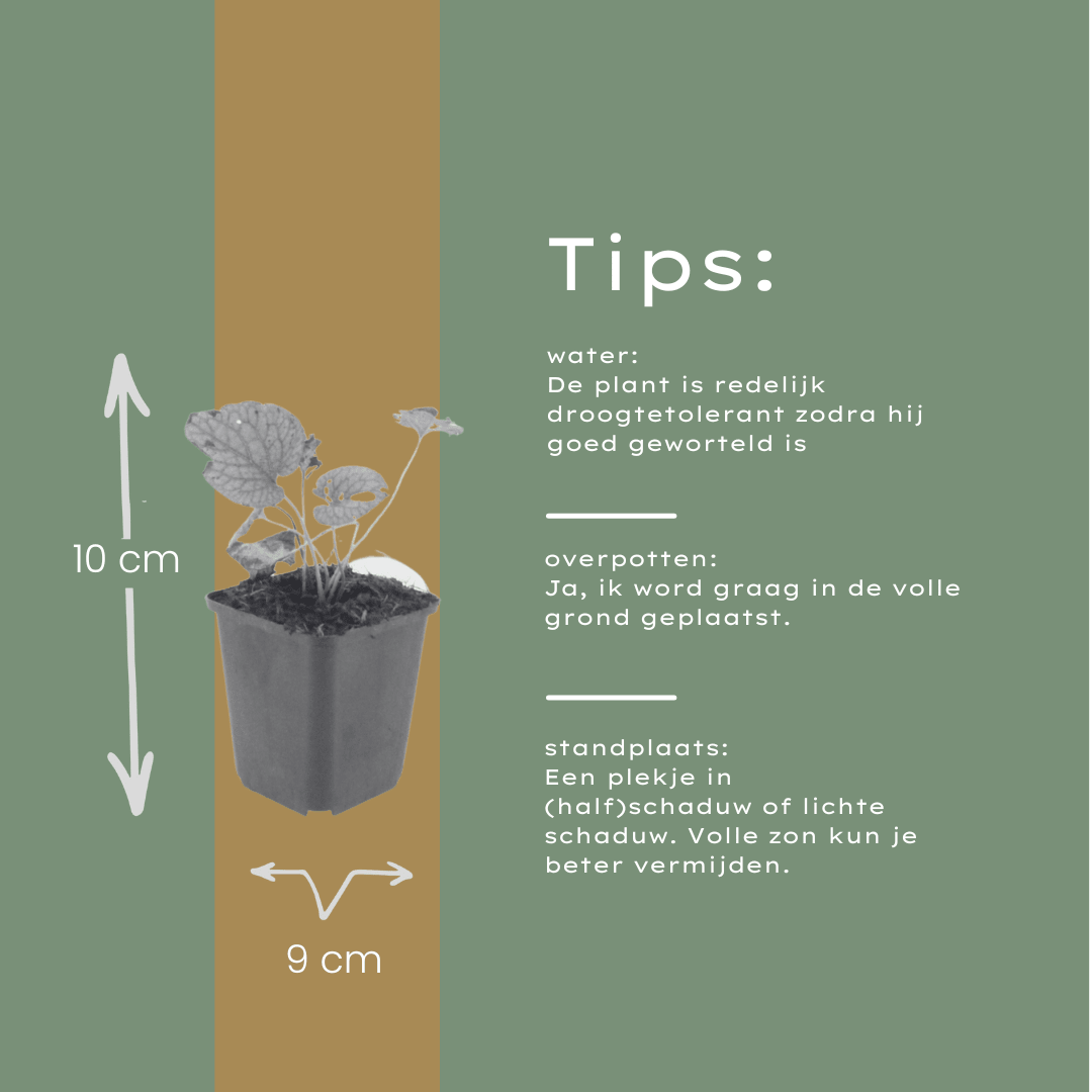 Livraison plante Brunnera Jack frost