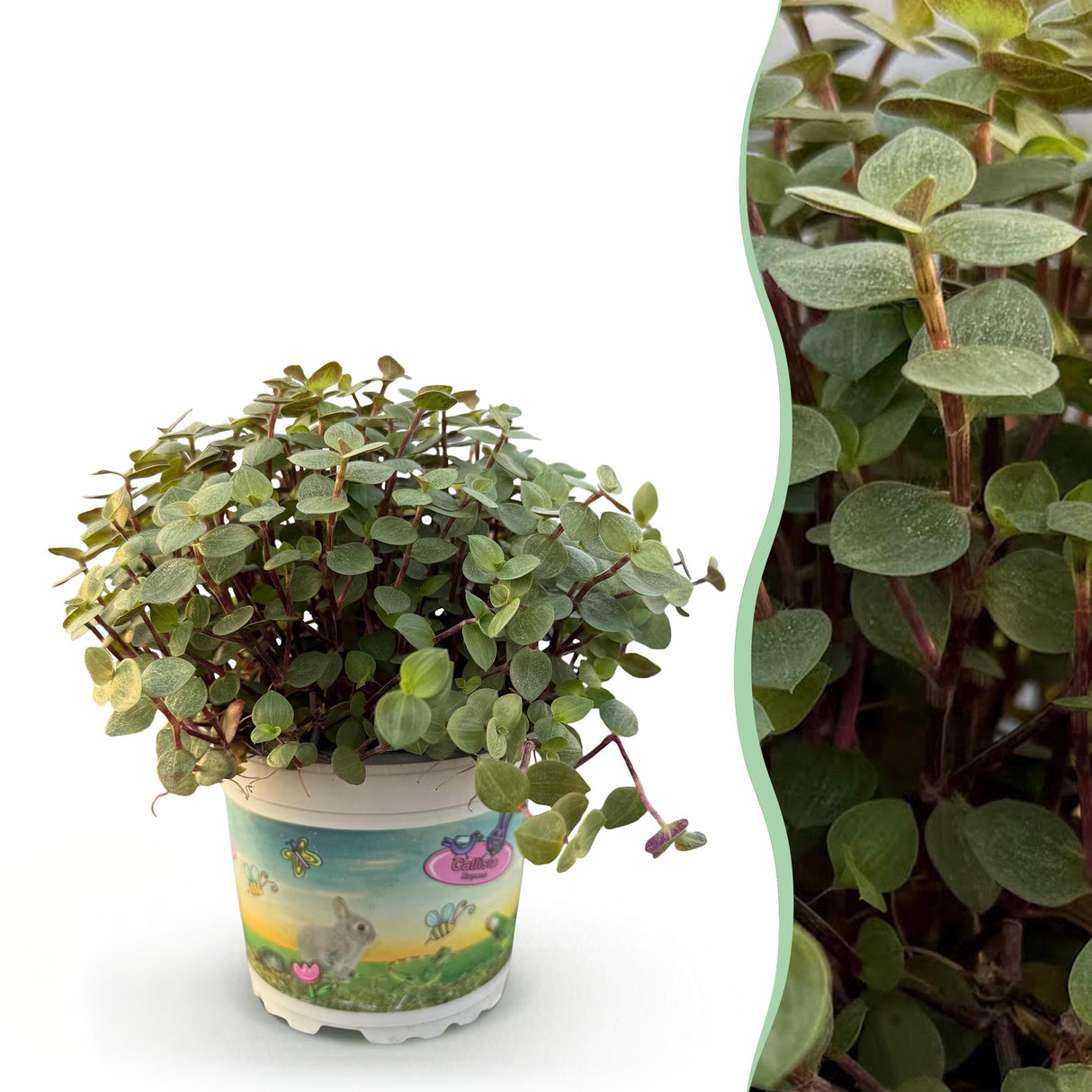 Livraison plante Calissia repens