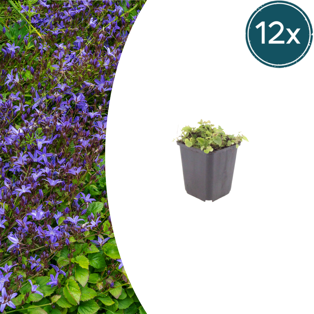 Livraison plante Campanule poscharskyana