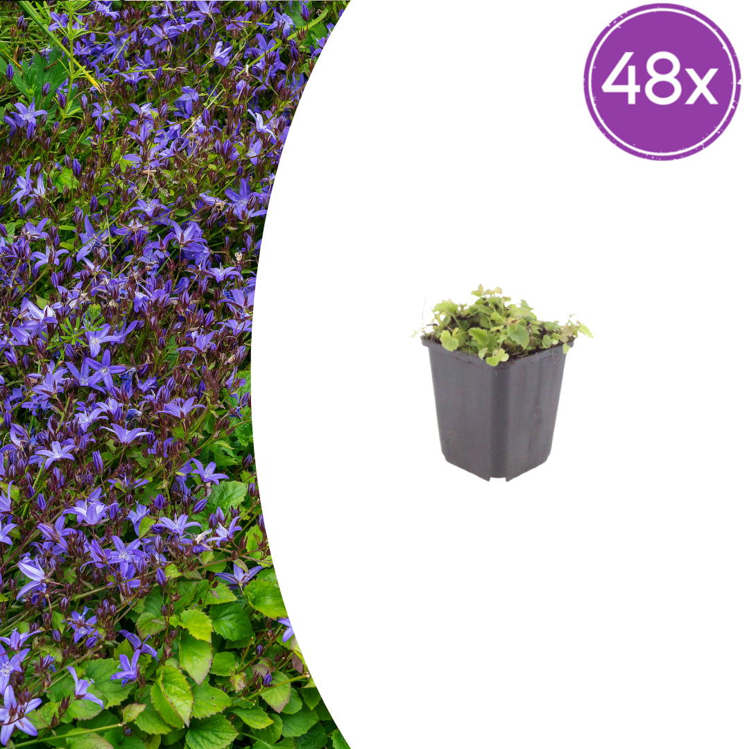 Livraison plante Campanule poscharskyana