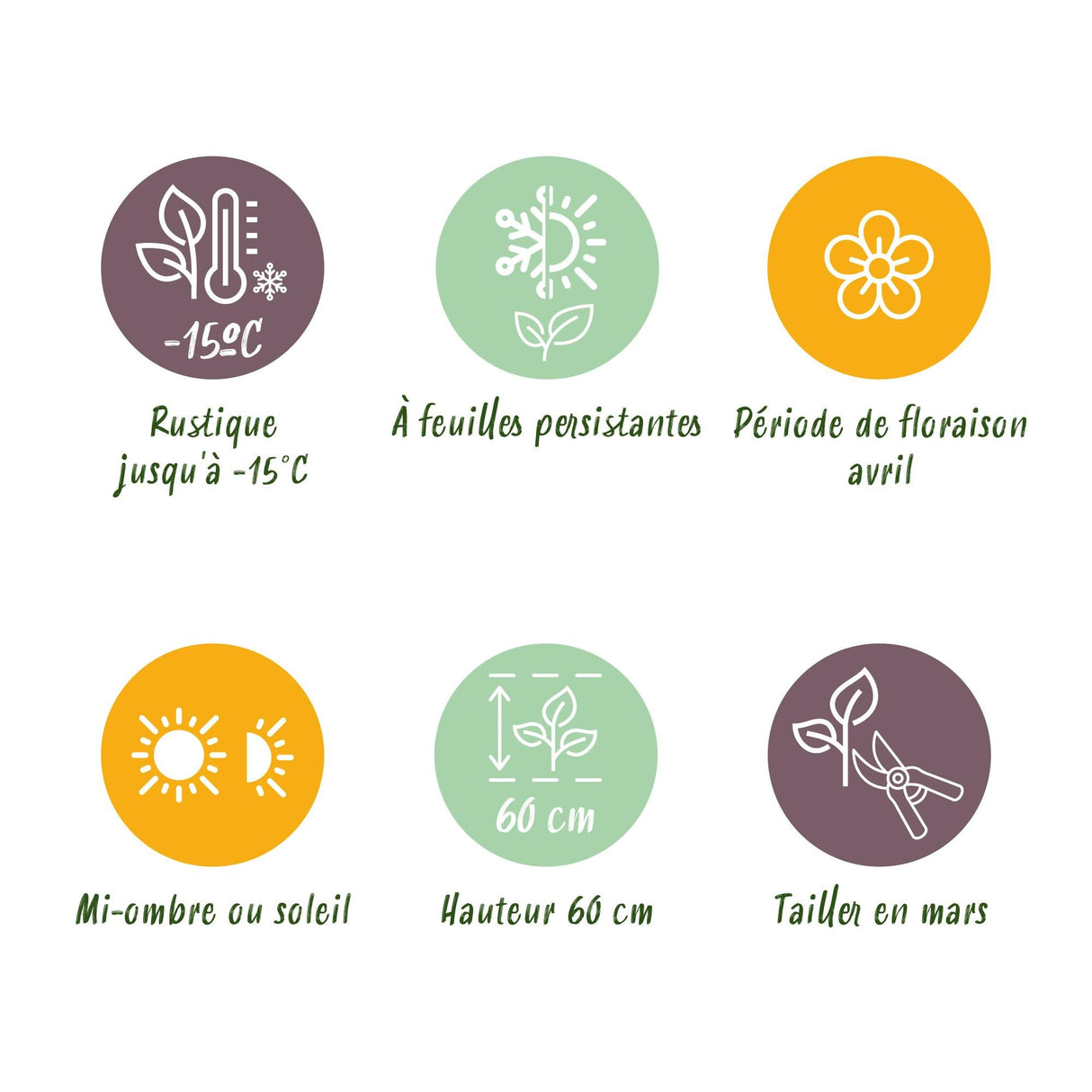 Livraison plante Carex morrowii Ice Dance – Pot 17 cm – Hauteur 50 cm