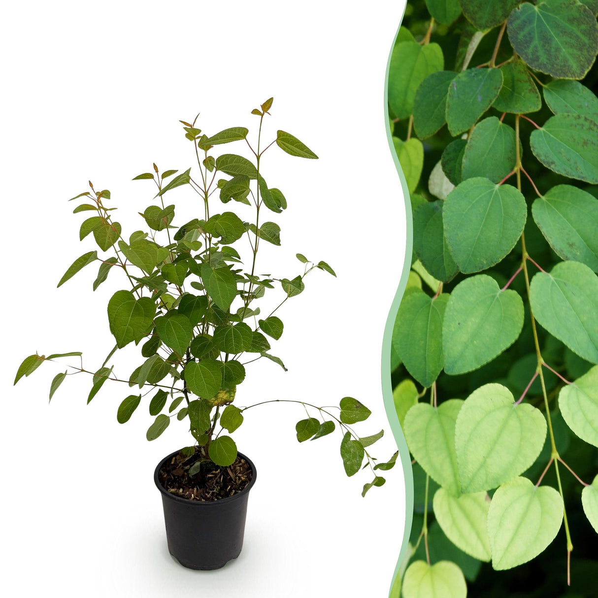 Livraison plante Cercidiphyllum japonicum – Pot 12 cm – Hauteur 35 cm