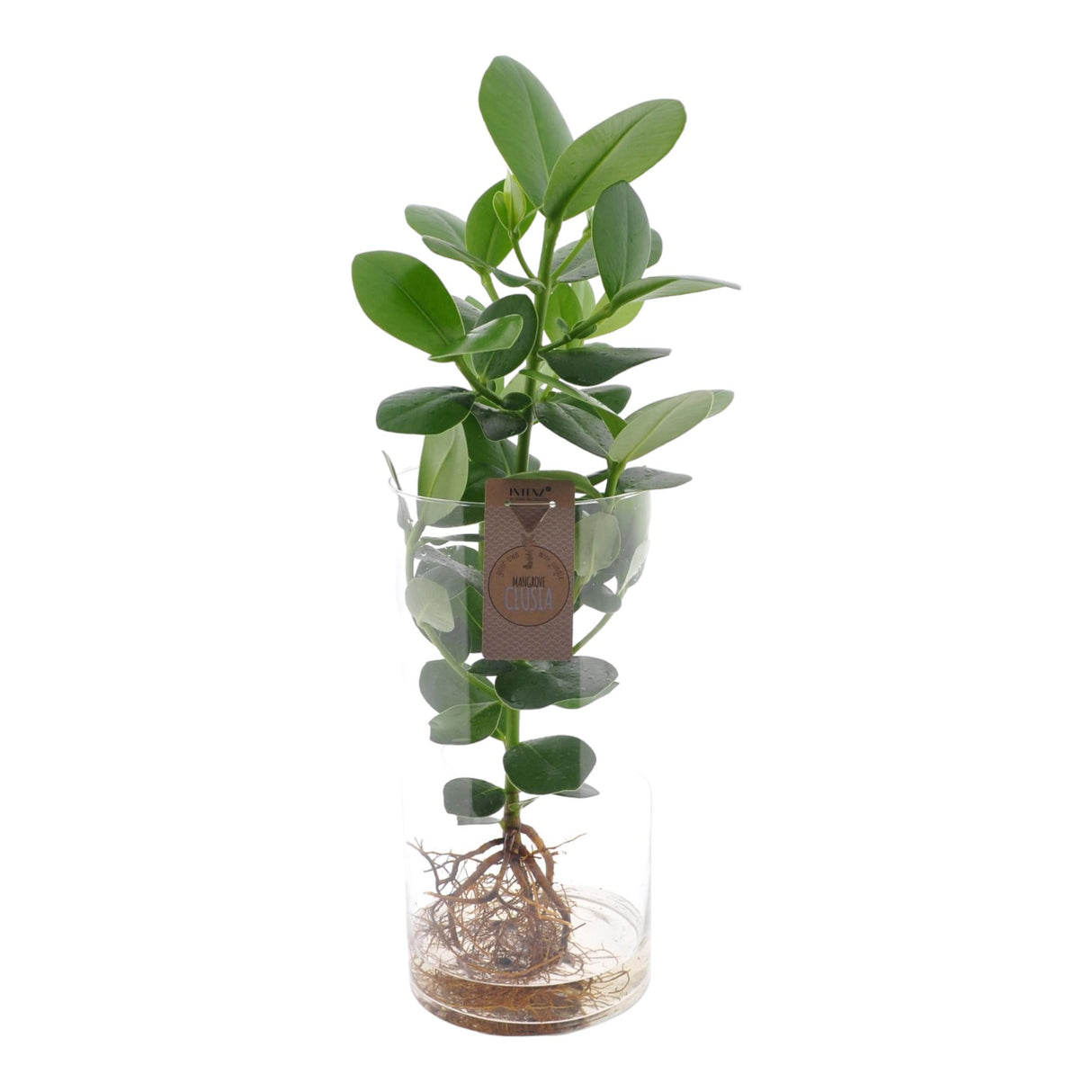 Livraison plante Clusia en hydroculture et son tube en verre