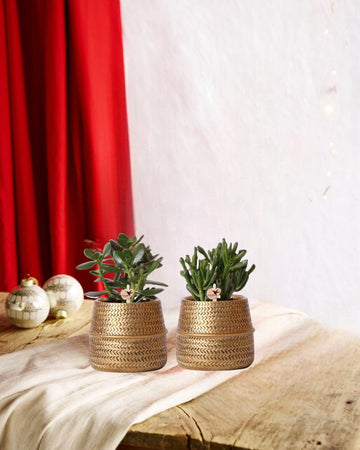 Sukkulenten-Geschenkbox und ihre goldenen Pflanzgefäße – 2er-Set, H20 cm