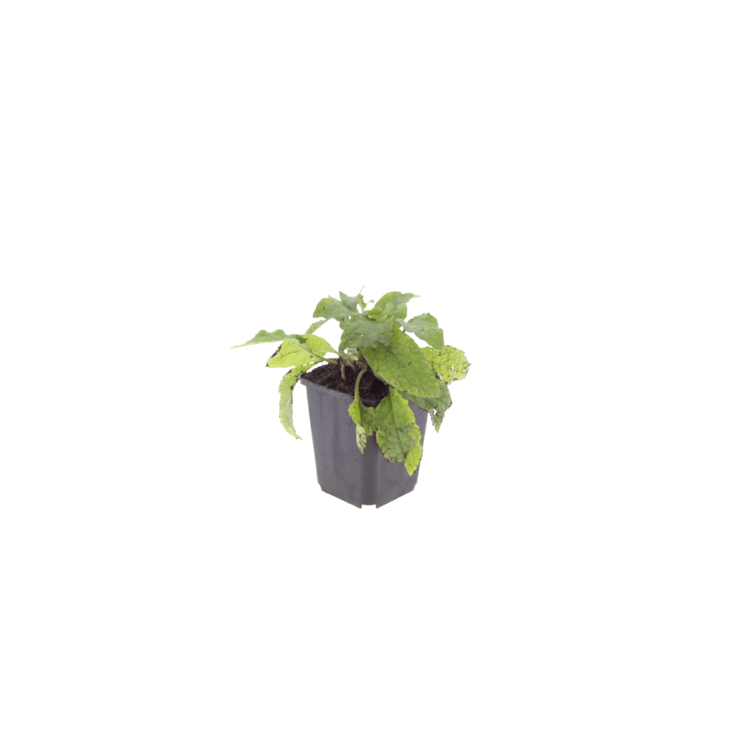 Livraison plante Consoude symphytum
