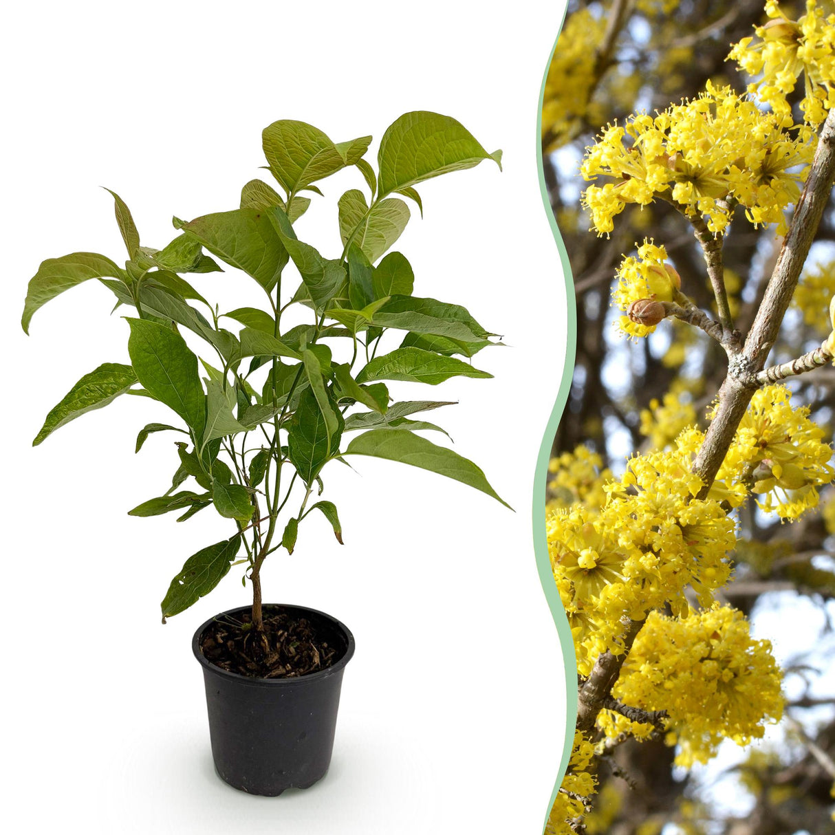 Livraison plante Cornouillers mas x1