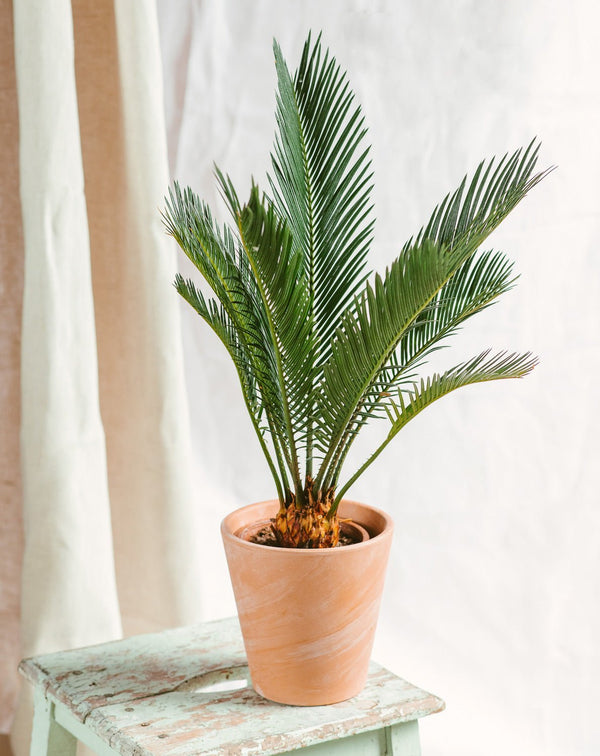 Livraison plante Cycas Revoluta