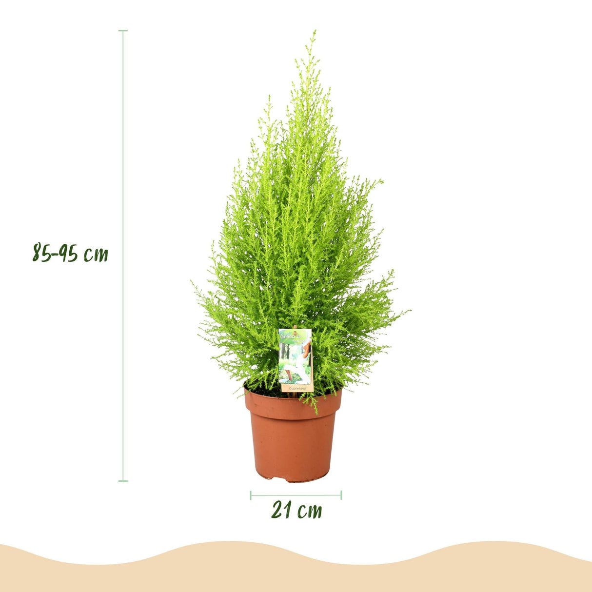 Livraison plante Cyprès Gold Crest Wilma