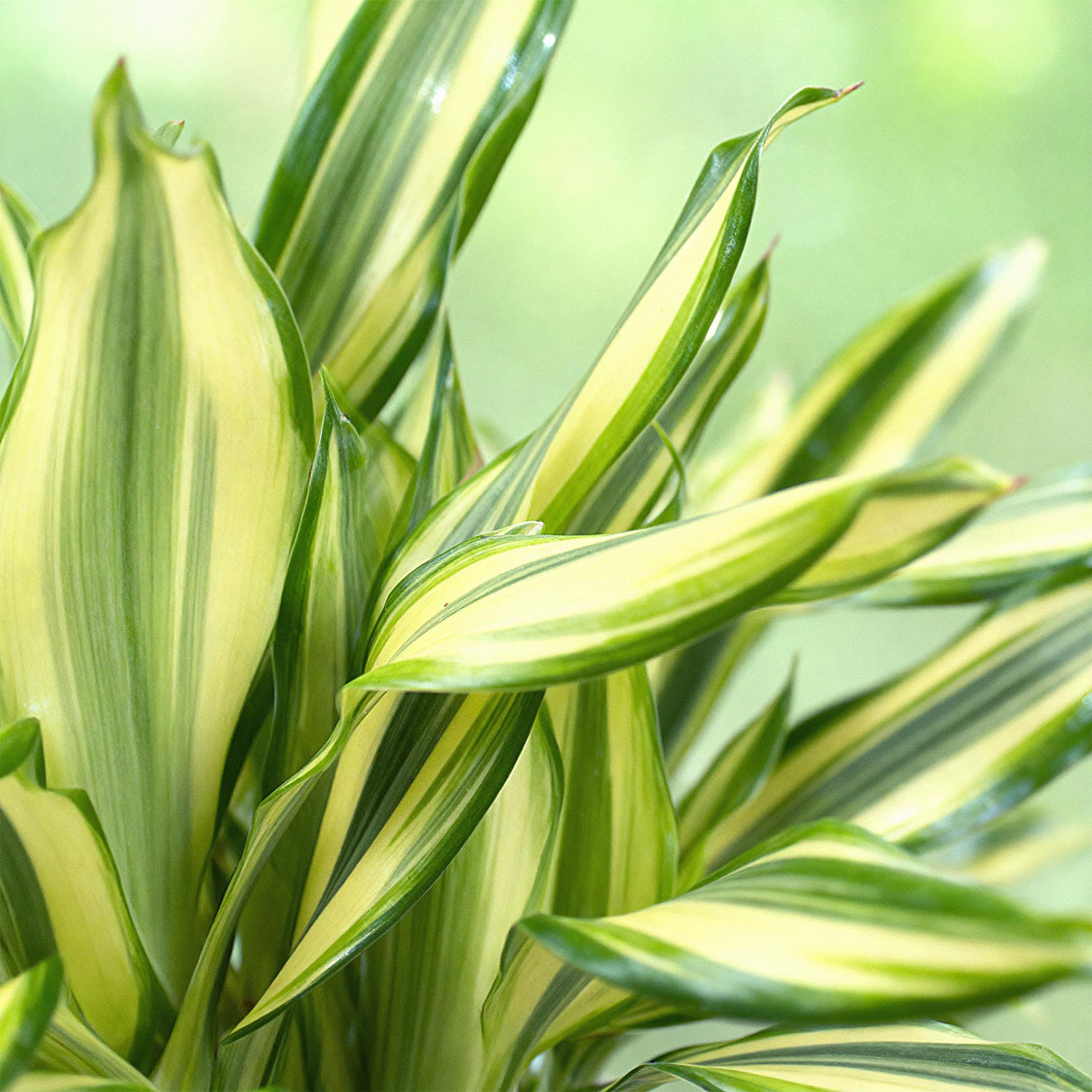 Livraison plante Dracaena Diamond Dream