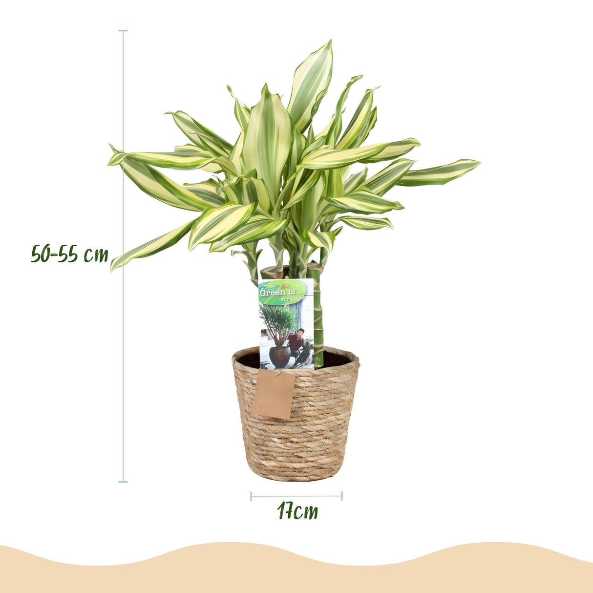 Livraison plante Dracaena Diamond Dream et panier H50 cm