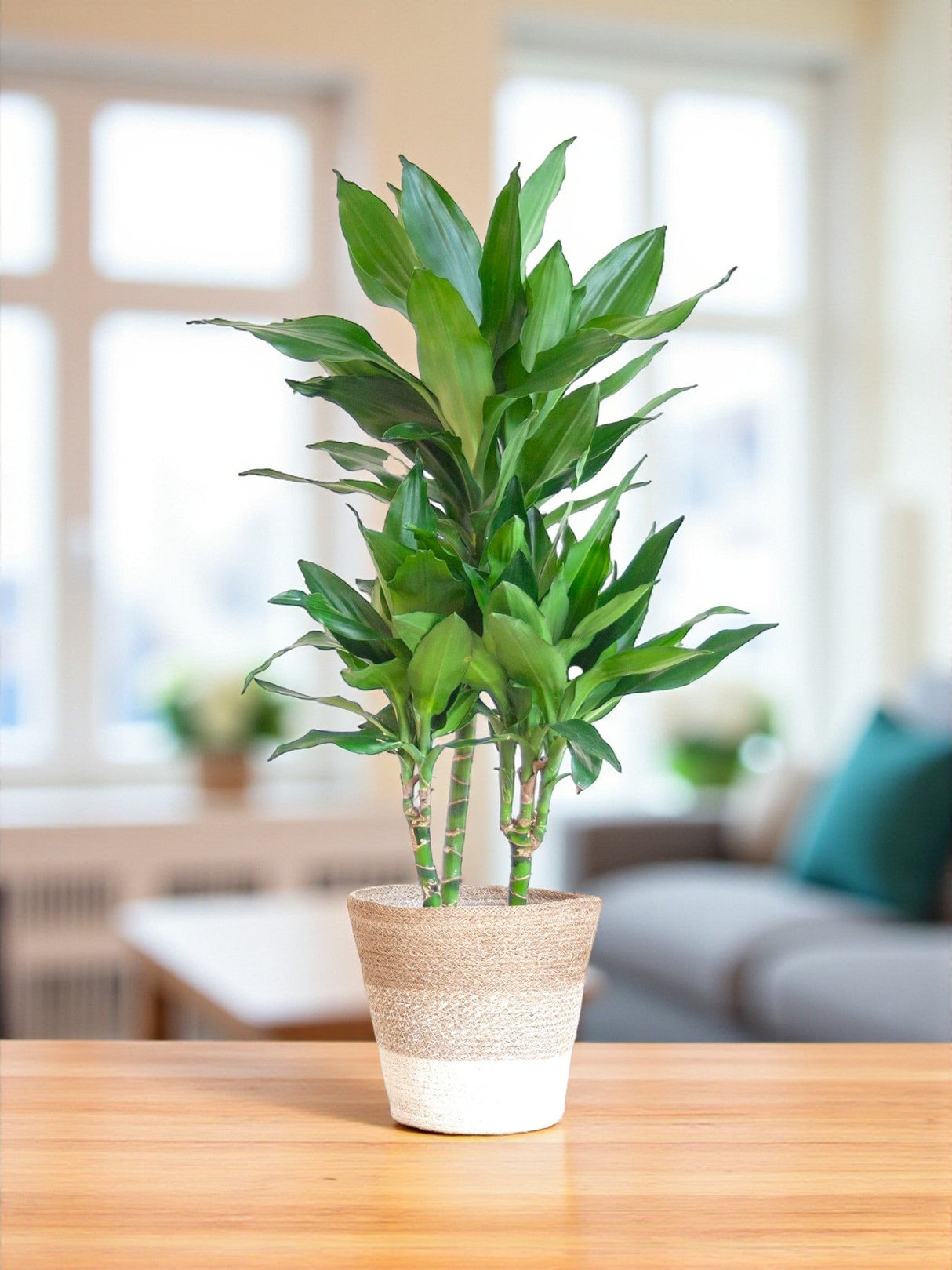 Livraison plante Dracaena Janet Lindt et son pot
