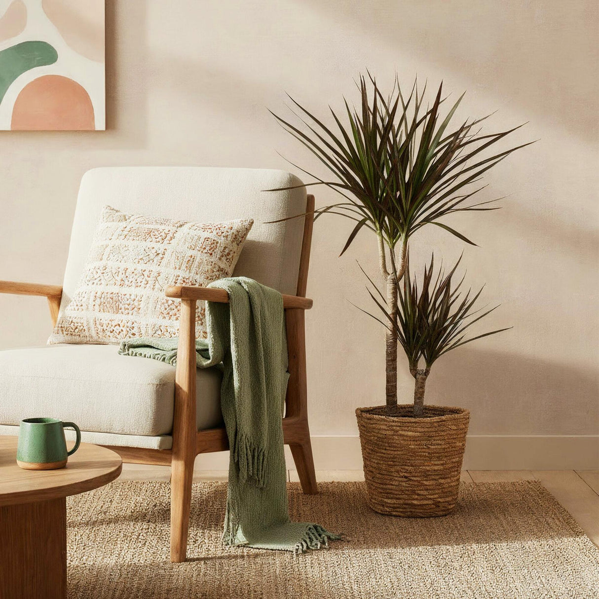 Livraison plante Dracaena Magenta