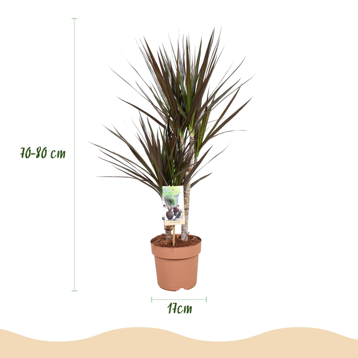 Livraison plante Dracaena Magenta – Lot de 2 – Pot 17 cm – Hauteur 70 - 80 cm