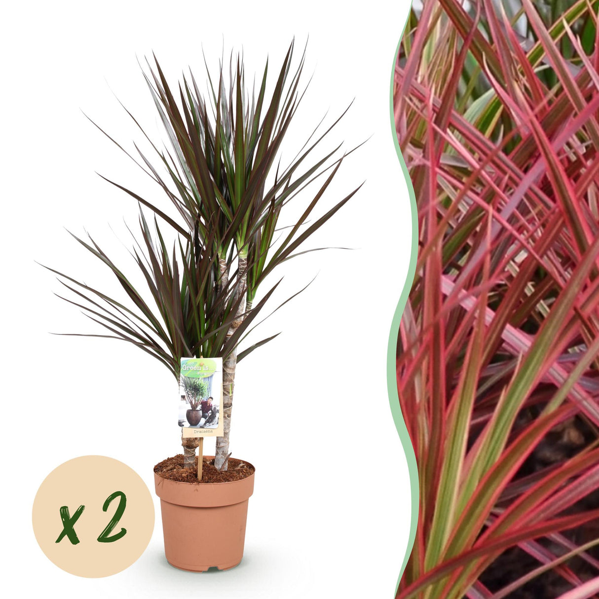 Livraison plante Dracaena Magenta – Lot de 2 – Pot 17 cm – Hauteur 70 - 80 cm